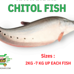 chitol Fish