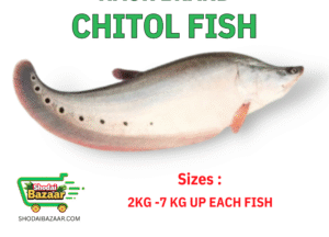 chitol Fish