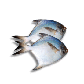 WHITE POMPANO(IQF) সাদা রূপচাদা মাছ