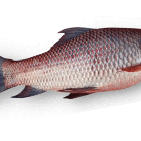 Frozen Fish (Whole IQF)
