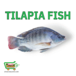 Tilapia