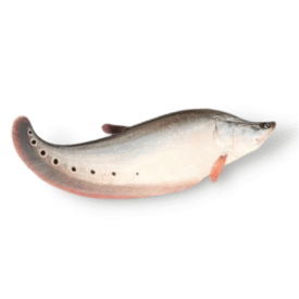 Chitol FIsh