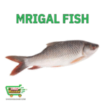 Mrigal Fish (Gutted) মৃগেল মাছ (আস্ত)
