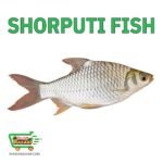 Shorputi Fish