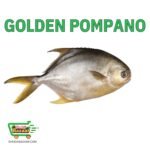 Golden Pompano