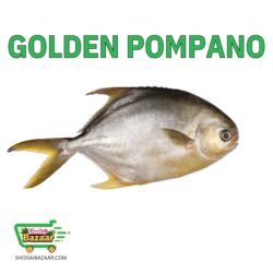 Golden Pompano