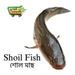 SHOL FISH (IQF)শোল মাছ